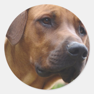 Etiquetas de Rhodesian Ridgeback