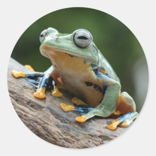 Etiquetas de sapo