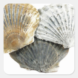 Etiquetas de Shell