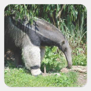 Etiquetas do Anteater gigante