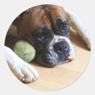 Etiquetas do cão do pugilista