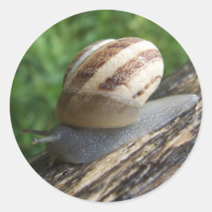 Etiquetas do caracol