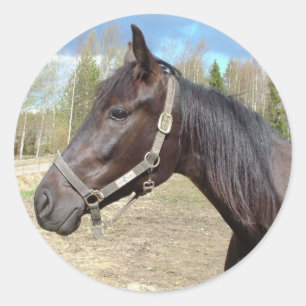 Etiquetas do cavalo