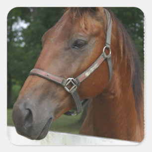 Etiquetas do cavalo da castanha