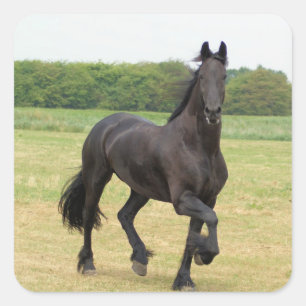 Etiquetas do cavalo do frisão