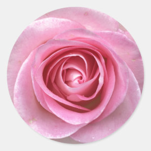 Etiquetas do círculo do rosa do rosa