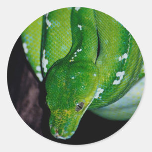 Etiquetas do cobra