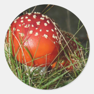 Etiquetas do cogumelo do Agaric de mosca