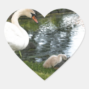 Etiquetas do coração da cisne e do cygnet