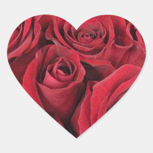 Etiquetas do coração das rosas vermelhas