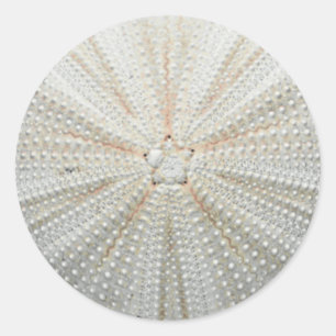 Etiquetas do diabrete de mar