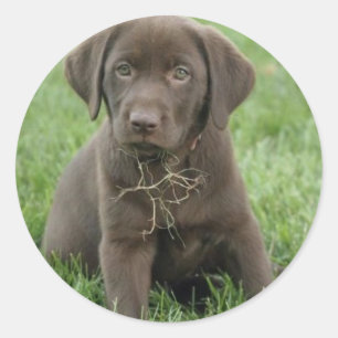 Etiquetas do filhote de cachorro de Brown Labrador