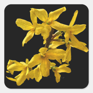 Etiquetas do Forsythia