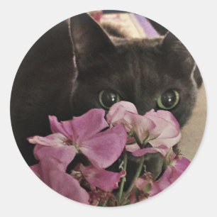 Etiquetas do gatinho do peekaboo