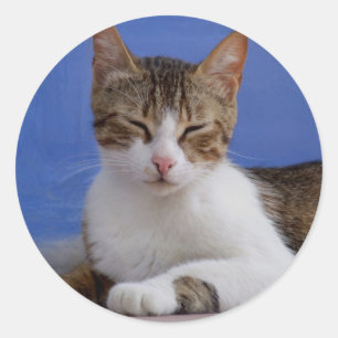 Etiquetas do gato