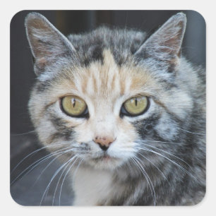 Etiquetas do gato de chita