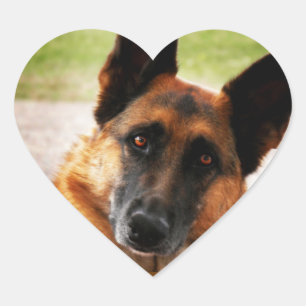 Etiquetas do german shepherd