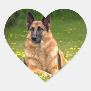 Etiquetas do german shepherd