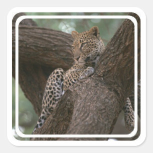 Etiquetas do habitat do leopardo