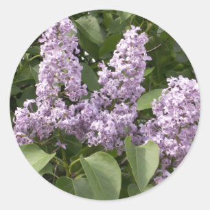 Etiquetas do Lilac