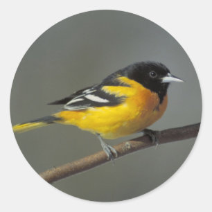 etiquetas do oriole de baltimore