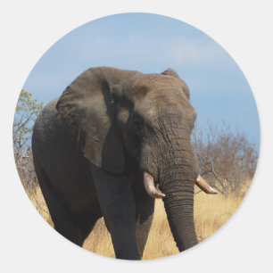 Etiquetas do Pachyderm