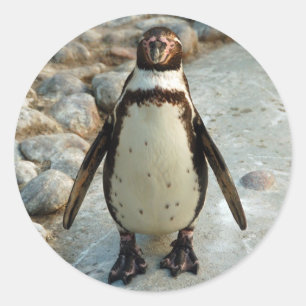 Etiquetas do pinguim