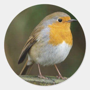 Etiquetas do pisco de peito vermelho