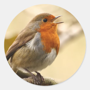 Etiquetas do pisco de peito vermelho