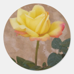 Etiquetas do rosa amarelo