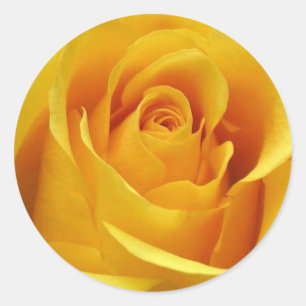 Etiquetas do rosa amarelo e selos do envelope