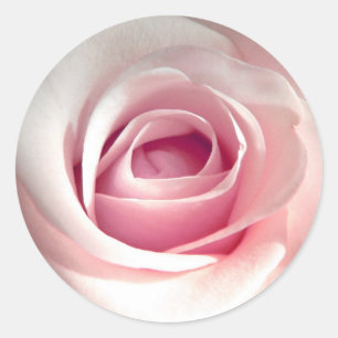 Etiquetas do rosa do rosa
