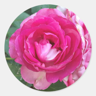 Etiquetas do rosa do rosa