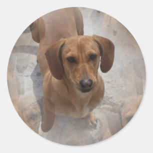 Etiquetas do salvamento do Dachshund