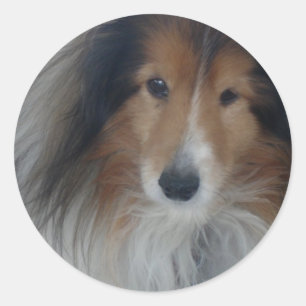 Etiquetas do Sheepdog de Shetland
