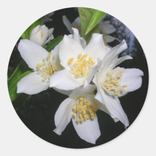 Etiquetas do Syringa