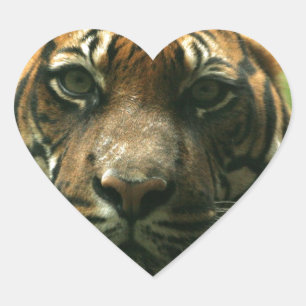 Etiquetas do tigre