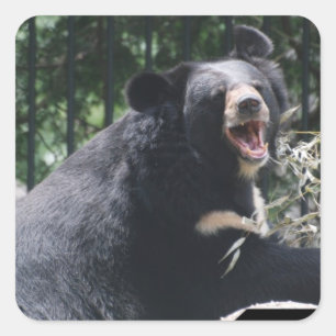 Etiquetas do urso da rosnadura