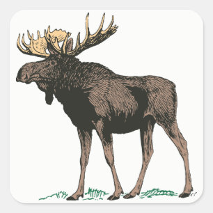 Etiquetas dos alces