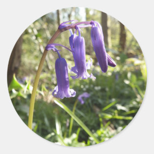 Etiquetas dos Bluebells