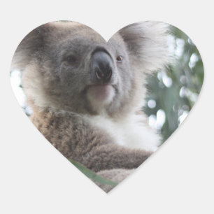 Etiquetas dos fatos do urso de Koala