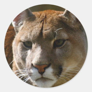 Etiquetas dos gatos do puma