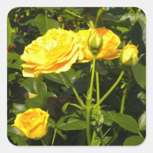 Etiquetas dos rosas amarelos