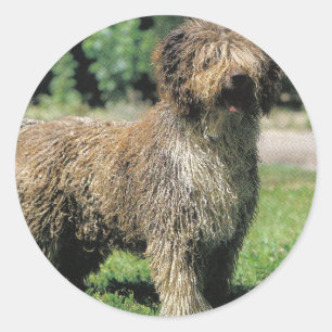 Etiquetas espanholas do cão de água
