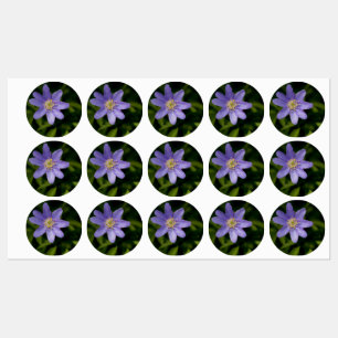 Etiquetas Flor