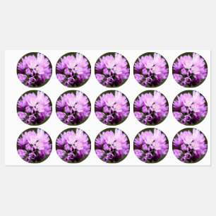 Etiquetas Flor selvagem