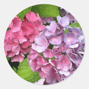 Etiquetas florais do Hydrangea