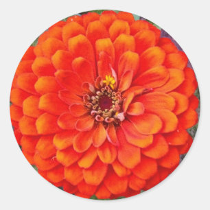 Etiquetas florais/selos do Zinnia alaranjado