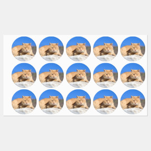Etiquetas Gato preguiçoso