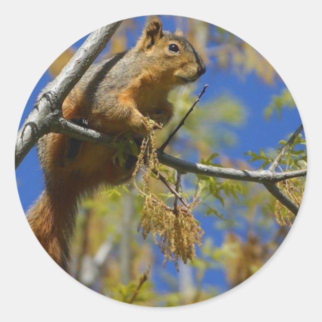 Etiquetas grandes de esquilo (Frente)